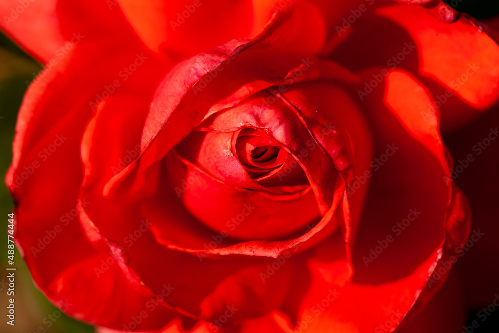 Rose, roseraie Rose, roseraie