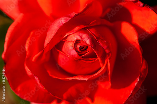 Rose  roseraie