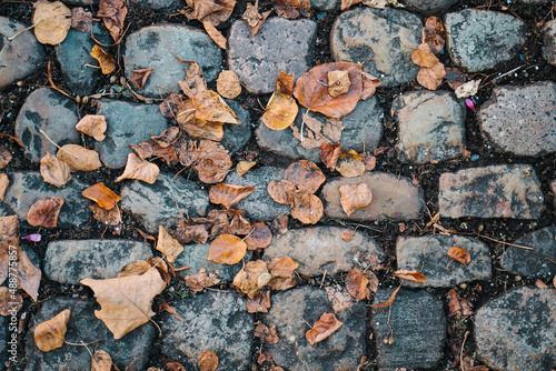 Wallpaper Mural Old autumn fall cobblestone pavement with moss texture Torontodigital.ca