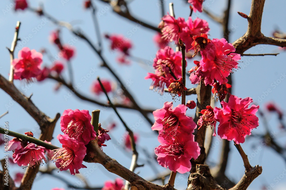 Blooming pink sakura in spring against the blue sky, sunny day. Blooming pink sakura in spring against the blue sky, sunny day.