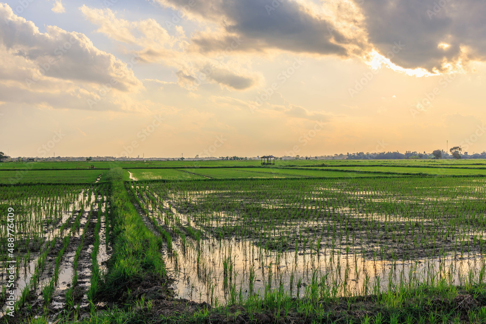 Fototapeta premium .Sunset at the time of cultivating rice fields in the fields.Sunset at the time of cultivating rice fields in the fields