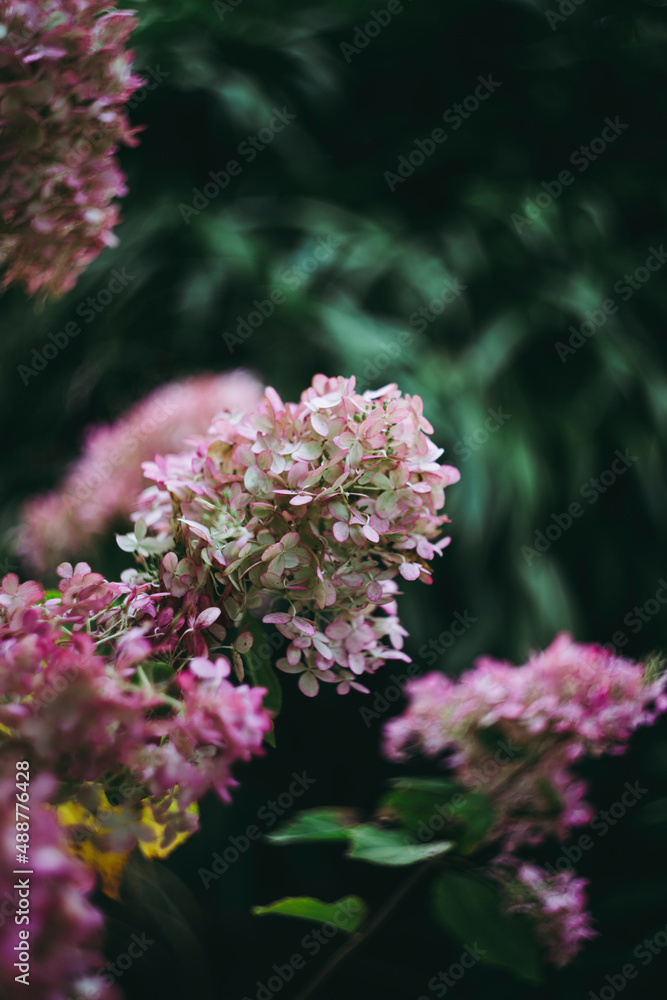 Fototapeta premium colourful swirley bokeh roses