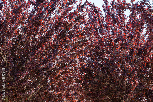 Prunus cerasifera 'Nigra' (black plum or prune 'Pissardii Nigra') with purple leaves against blue sky. Close-up. Public City Landscape Park 