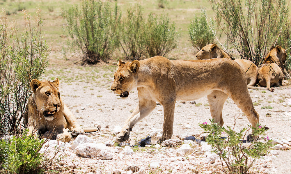 lion pride in the savannah lion pride in the savannah