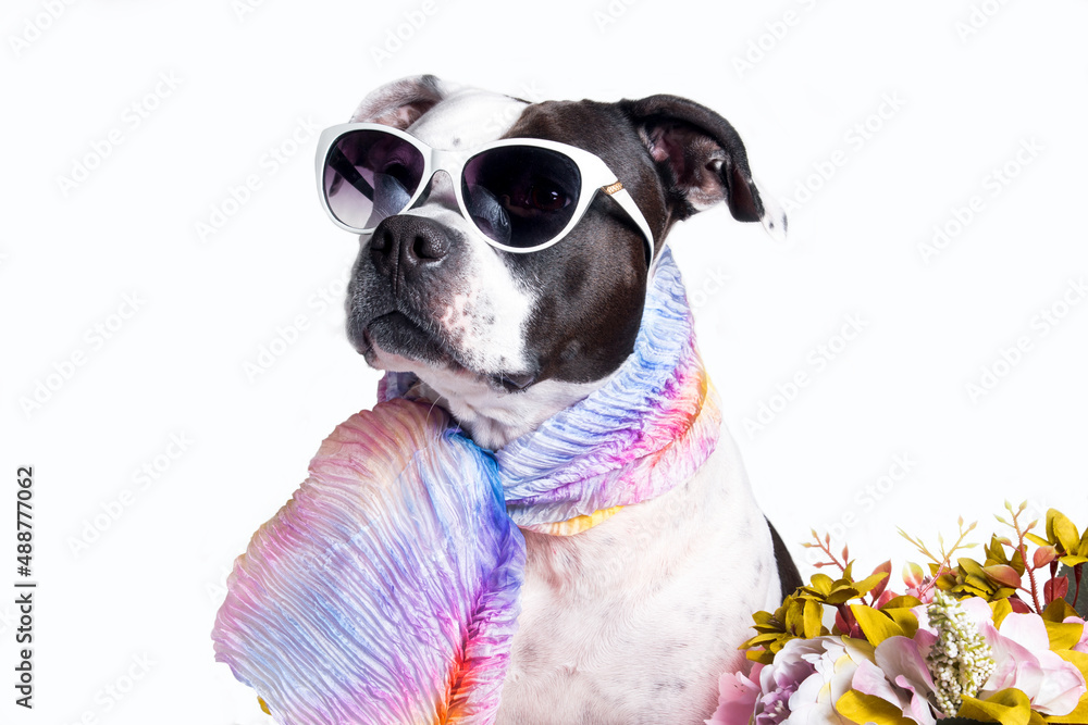 a black and white dog with glasses and a fashionable scarf. Dog with a bouquet of flowers on a white background
