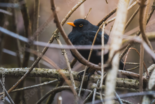 Starling bird sitting among the branches.