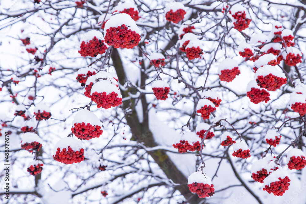 Many red ashberry rowan berries closeup covered in snow on tree branch in winter Many red ashberry rowan berries closeup covered in snow on tree branch in winter