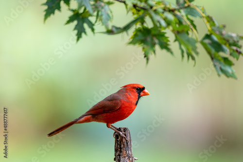 A male Northern Cardinal (Cardinalis cardinalis) perching on a tree with light background.