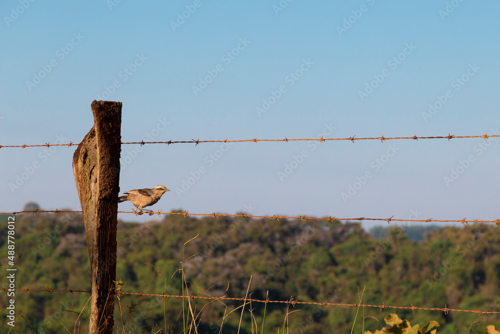 Monsenhor Paulo, Minas Gerais, Brasil: Sabiá-do-campo (Mimus saturninus) na cerca de arame