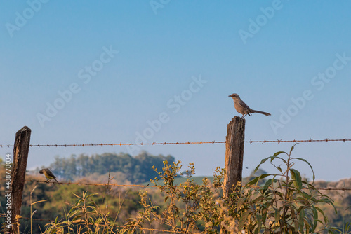 Konstfotografi Monsenhor Paulo, Minas Gerais, Brasil: Sabiá-do-campo (Mimus saturninus) na cerc