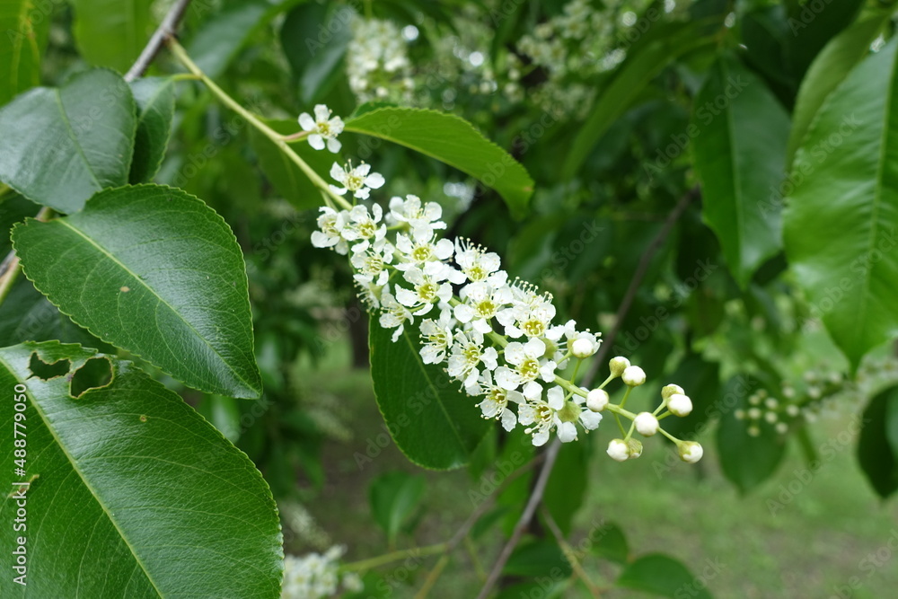 Obraz premium Closeup of raceme of white flowers of wild black cherry in mid May