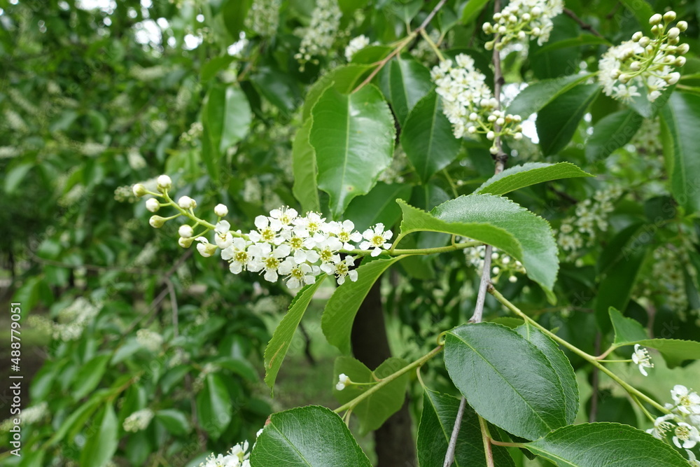 Closed buds and white flowers of wild black cherry in mid May Closed buds and white flowers of wild black cherry in mid May