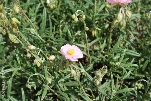 One light pink flower of rock rose in mid May photo