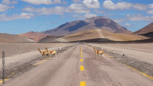 Three Young Vicuñas Cross The Road In A Desert Mountainous Area