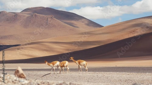 Group Of Three Young Vicuñas Stand, Walk And Graze In The Desert Mountains
