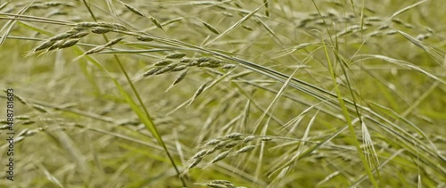 Grass