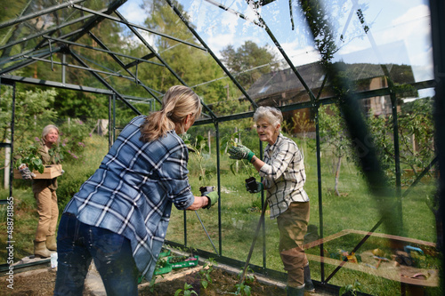 Senior woman friends planting vegetables in greenhouse at community garden.