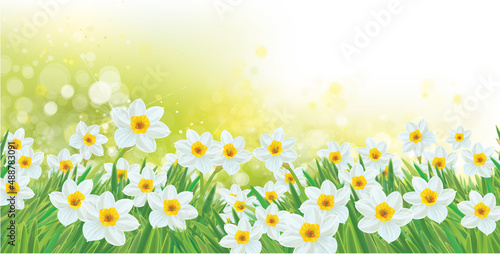 Vector spring daffodils flowers. Blossoming narcissus  flowers on  sunshine, bokeh background.