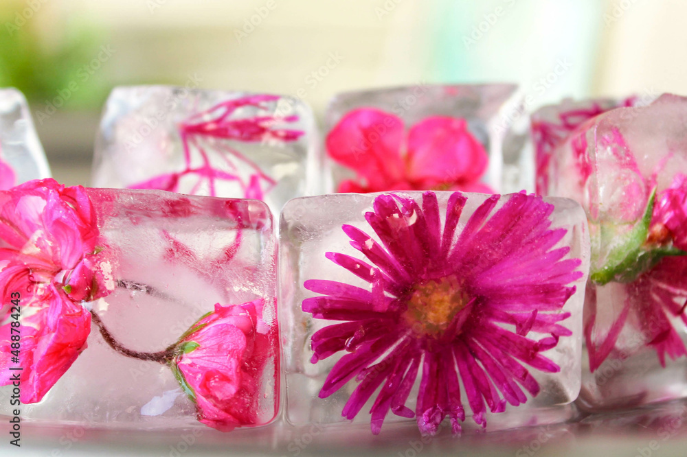 Ice cubes with frozen pink flowers for drinks Ice cubes with frozen pink flowers for drinks