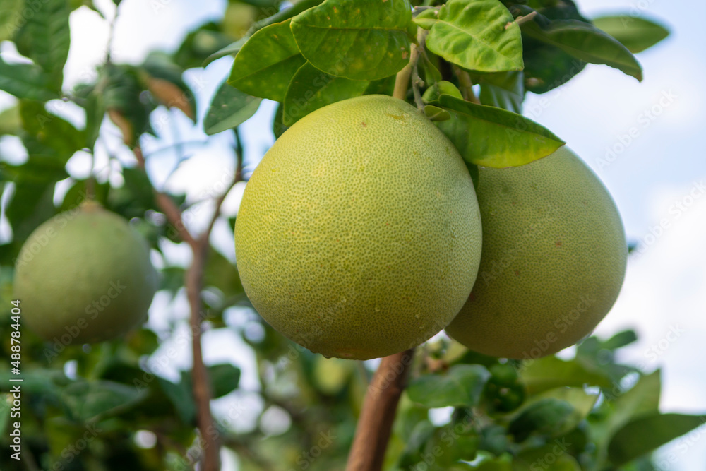 Big round pomelo citrus fruits hanging on trees on pomelo plantations