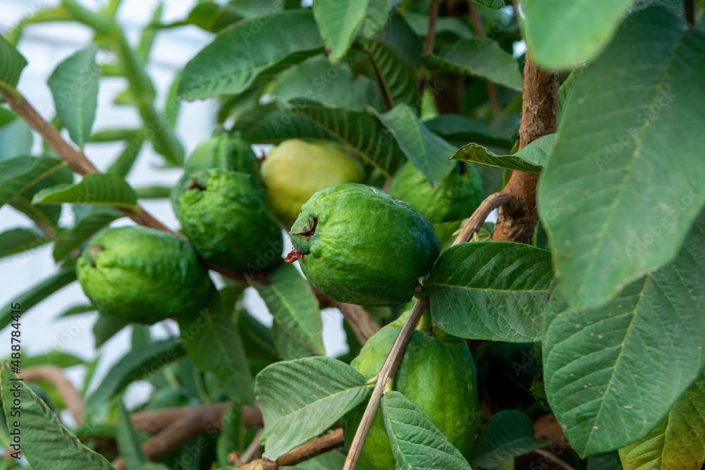 Obraz premium Ripe aromatic fruits of apple guava plant ready to harvest