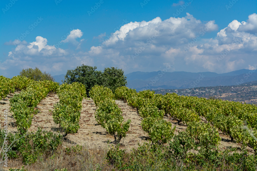 Wine industry on Cyprus island, view on Cypriot vineyards with growing grape plants on south slopes of Troodos mountain range