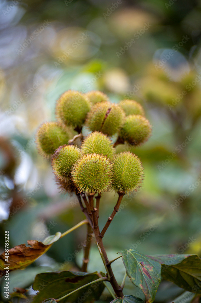 Bixa orellana or achiote plant, source of annato, natural orange-red condiment used for food coloring and body paint Bixa orellana or achiote plant, source of annato, natural orange-red condiment used for food coloring and body paint