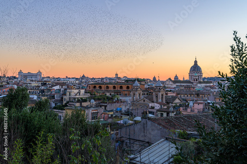 Canvas Print Rome city center skyline from Pincio viewpoint, with flock of starlings in sunse