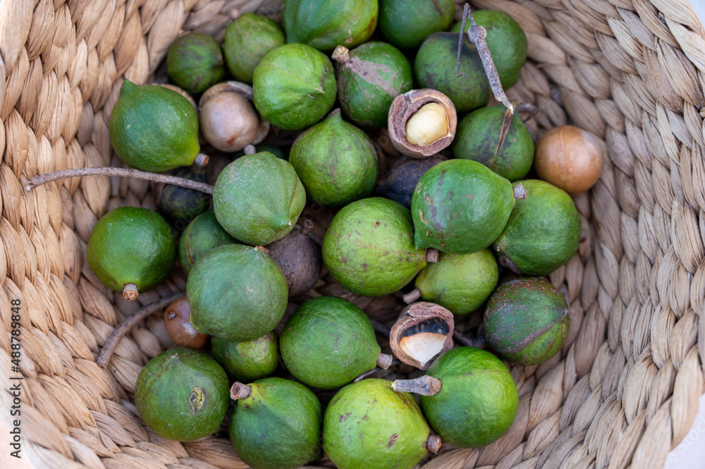 New harvest of fresh ripe macadamia nuts in green shell New harvest of fresh ripe macadamia nuts in green shell
