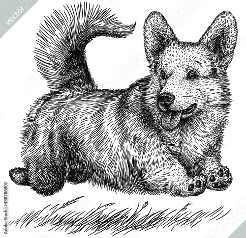 black and white engrave isolated corgi vector illustration
