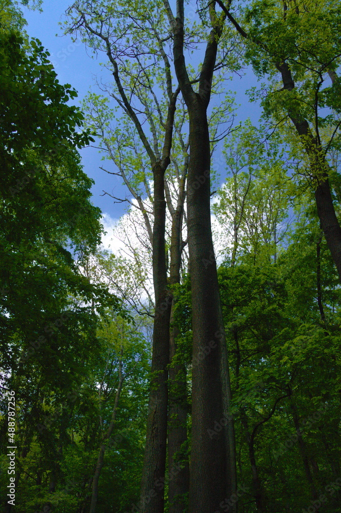 Fototapeta premium Old tall beech tree in Vihorlat