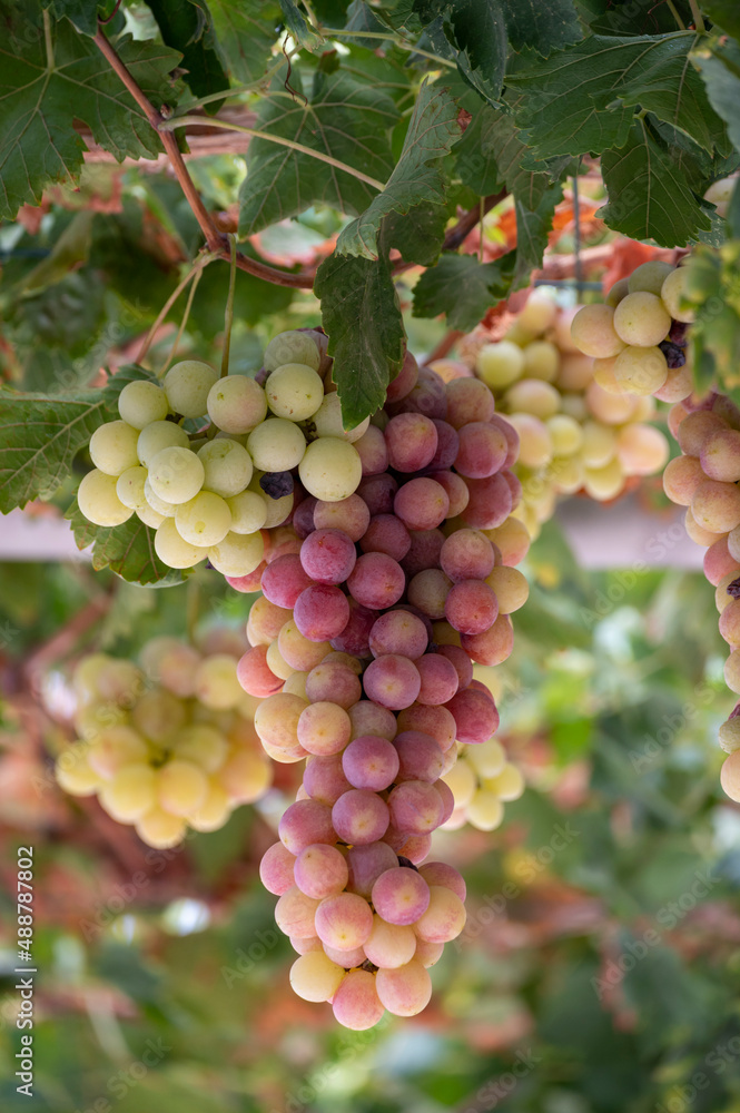 Bunches of white-pink sweet seedless table grapes ripening on vineyars of Cyprus Bunches of white-pink sweet seedless table grapes ripening on vineyars of Cyprus