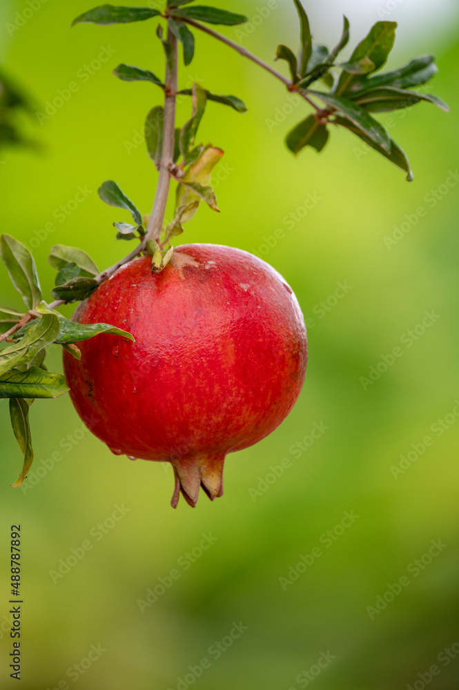Red ripe Punica granatum pomegranatum fruits hanging on tree ready to harvest Red ripe Punica granatum pomegranatum fruits hanging on tree ready to harvest