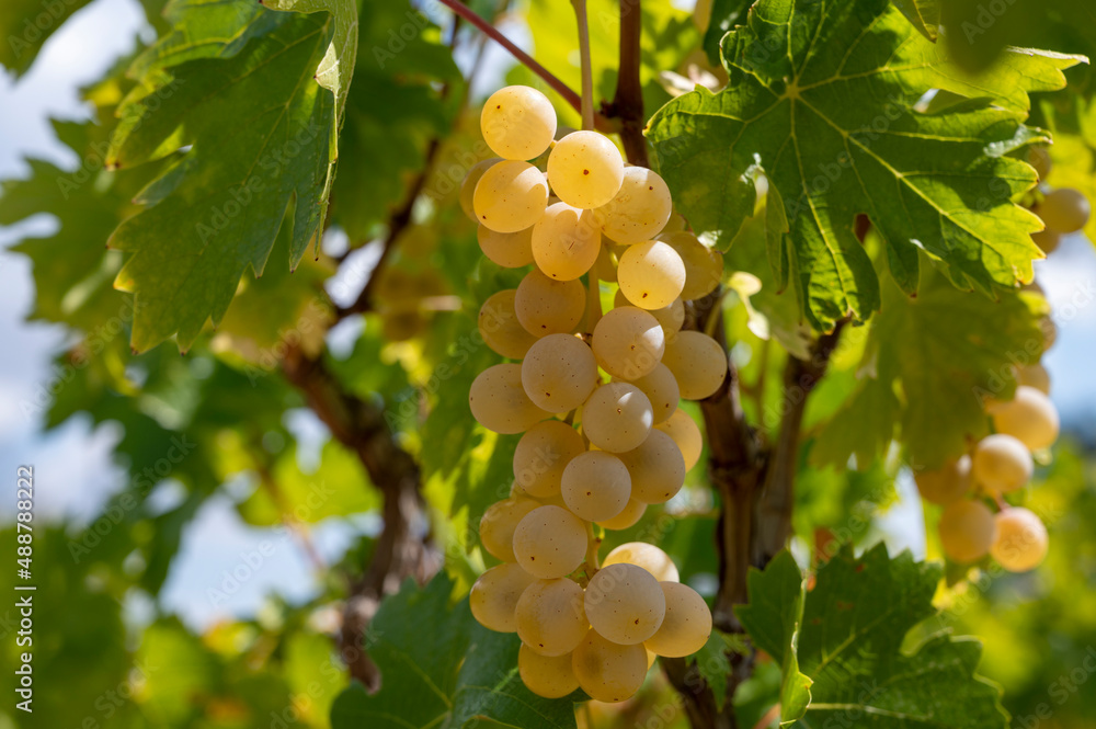 Wine industry on Cyprus island, bunches of ripe white grapes hanging on Cypriot vineyards located on south slopes of Troodos mountain range. Wine industry on Cyprus island, bunches of ripe white grapes hanging on Cypriot vineyards located on south slopes of Troodos mountain range.