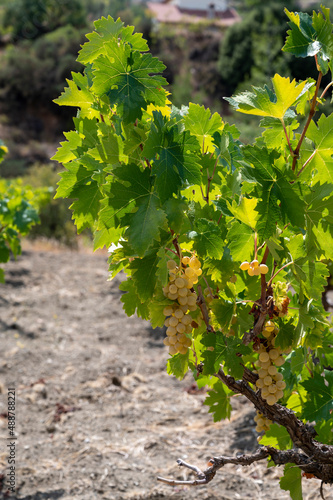 Wine industry on Cyprus island, bunches of ripe white grapes hanging on Cypriot vineyards located on south slopes of Troodos mountain range.