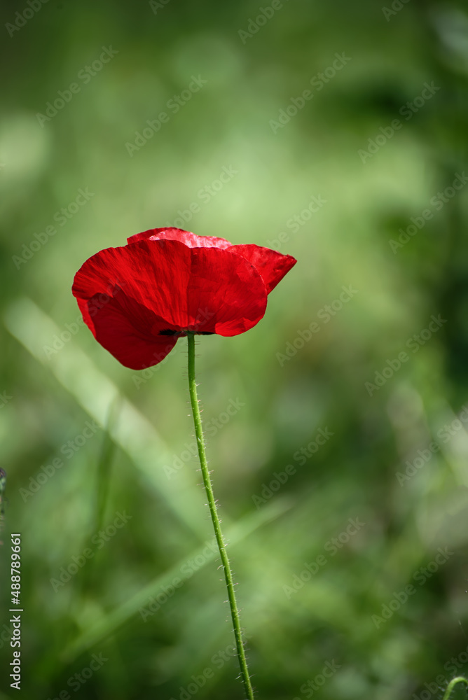 Obraz premium Red spring poppy
