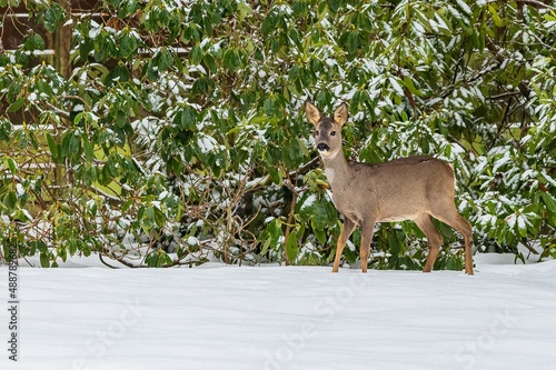 A brown female roe deer standing in white snow in front of a green bush covered with snow. Winter day at a cemetery.