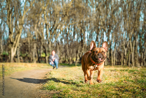 Pet owner and french bulldog dog running in the park © adrianad