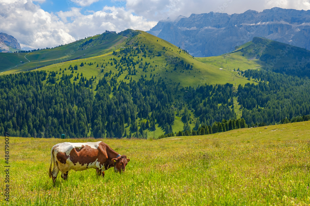 Beautiful alp landscape with a grazing cow on a flowering meadow
