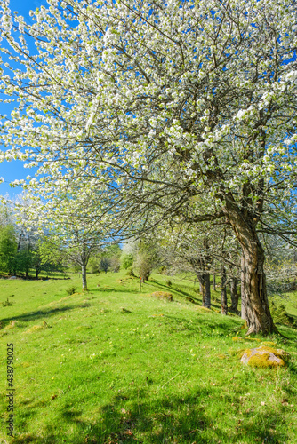 Flowering Cherry tree in a meadow at spring