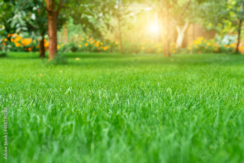 Mowed green backyard grass under trees closeup view