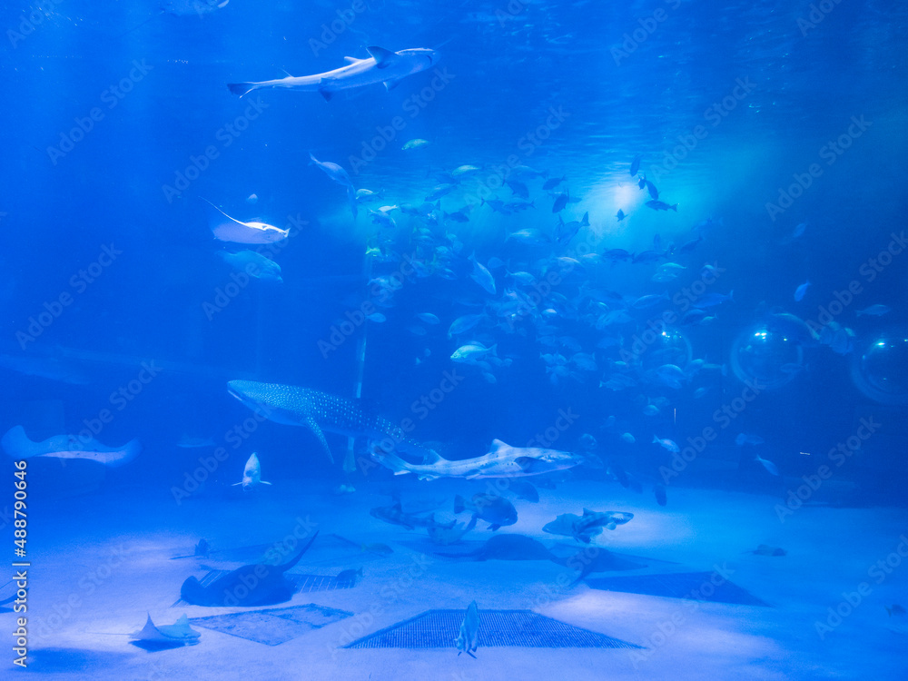 underwater scene with fish