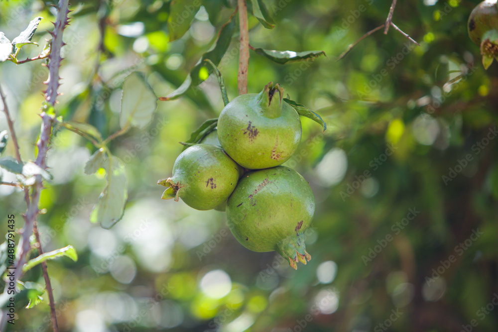 Green pomegranates close up hanging on tree branch among leaves. three green pomegranates on the tree Green pomegranates close up hanging on tree branch among leaves. three green pomegranates on the tree
