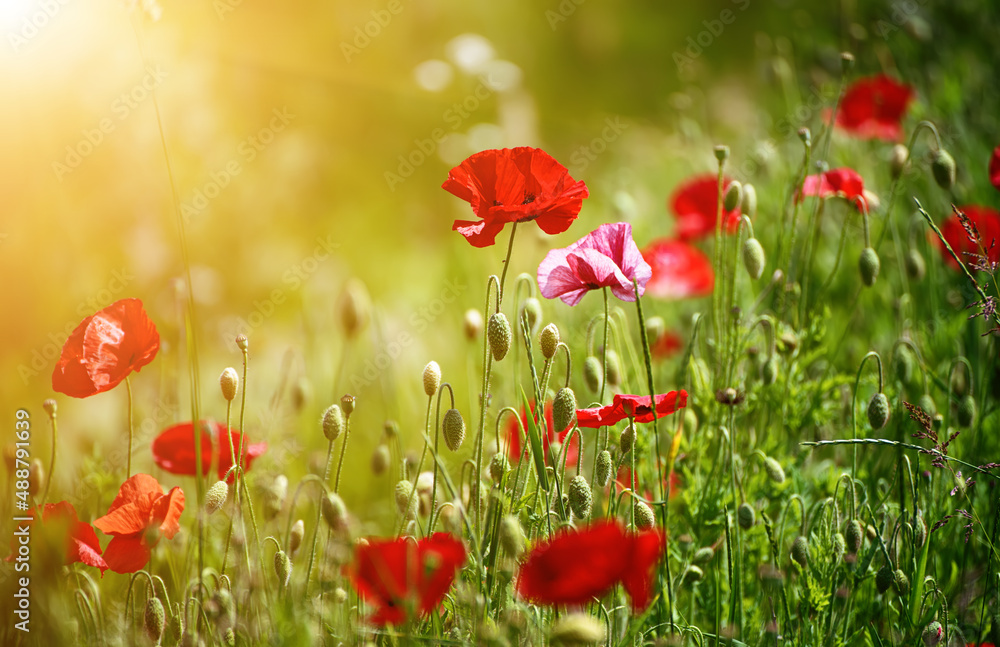 Obraz premium Red spring poppy