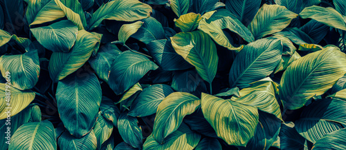 tropical foliage texture, nature background