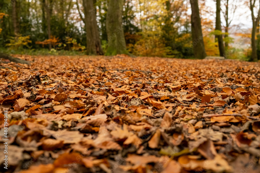 Autumn scene with lots of golden brown leave on the ground in woodlands (forest). Throckley Newcastle upon Tyne Autumn scene with lots of golden brown leave on the ground in woodlands (forest). Throckley Newcastle upon Tyne