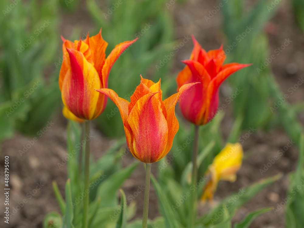 orange tulips in the spring garden orange tulips in the spring garden