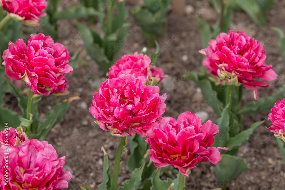 pink tulips in garden close up