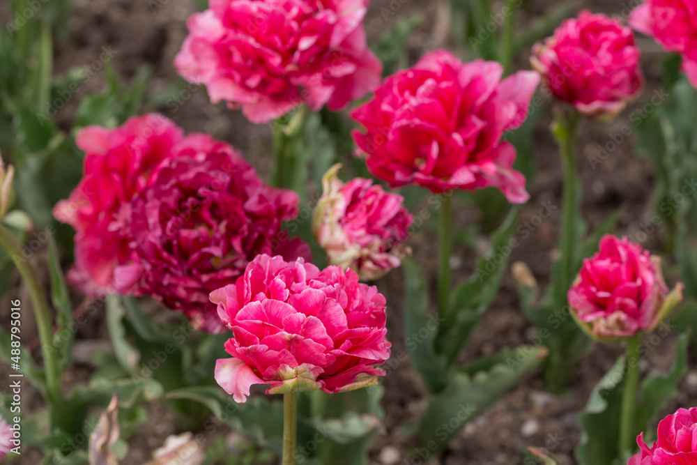 pink tulips in the spring garden