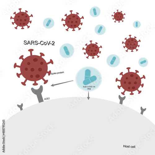 The pathway of anti-COVID-19 (SARS-CoV-2) drug for inhibition of SARS-CoV-2 infection to entry the host cells